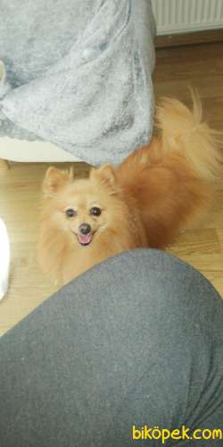 Mini Boy Pomeranian 1