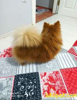 Mini Boy Pomeranian 2