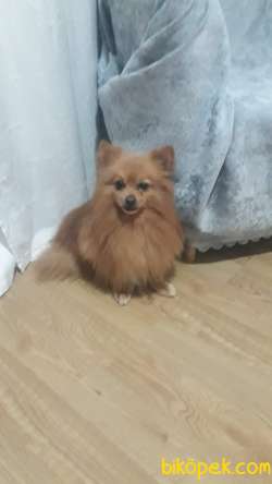 Mini Boy Pomeranian 3