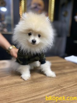 MİNİ BOY POMERANİAN BOO 2