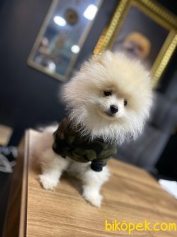 MİNİ BOY POMERANİAN BOO 1