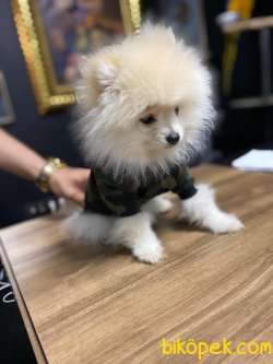 MİNİ BOY POMERANİAN BOO 3