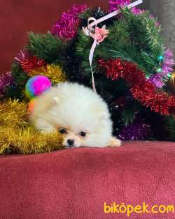 Mini Boy Pomeranian Boo 3