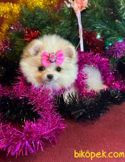 Mini Boy Pomeranian Boo 2