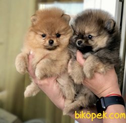 Mini Boy Pomeranian Boo Yavrular 1