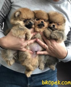 Mini Boy Pomeranian Boo Yavrular 3