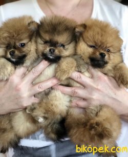 Mini Boy Pomeranian Boo Yavrular 2