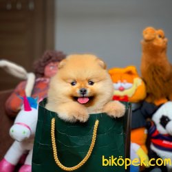 Mini Boy Pomeranian Boo Yavrularımız 2