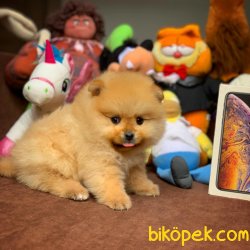 Mini Boy Pomeranian Boo Yavrularımız 3