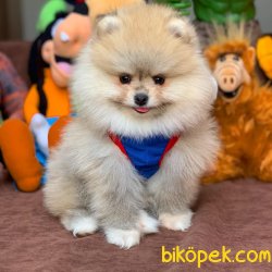 Mini Boy Pomeranian Boo Yavrularımız 3