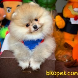 Mini Boy Pomeranian Boo Yavrularımız 2