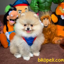 Mini Boy Pomeranian Boo Yavrularımız 1