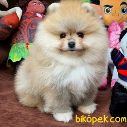 Mini Boy Pomeranian Boo Yavrularımız 4