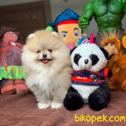 Mini Boy Pomeranian Boo Yavrularımız 5