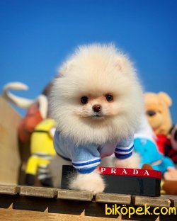 Mini Boy Pomeranian Boo Yavrularımız 3