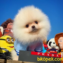 Mini Boy Pomeranian Boo Yavrularımız 2