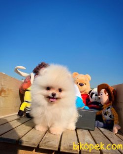 Mini Boy Pomeranian Boo Yavrularımız 1
