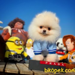Mini Boy Pomeranian Boo Yavrularımız 4