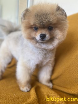 MİNİ BOY POMERANİAN YETİŞKÜN VE YAVRULAR 2