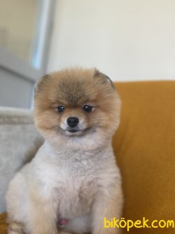 MİNİ BOY POMERANİAN YETİŞKÜN VE YAVRULAR 3