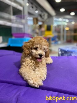 Mini Boy Poodl Yavrularımız 1