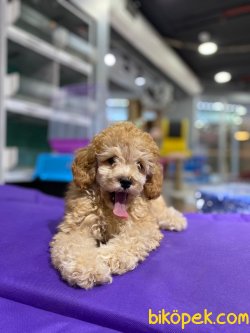 Mini Boy Poodl Yavrularımız 4