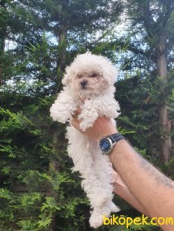 Mini Boy Poodle 1
