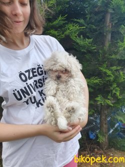 Mini Boy Poodle 3