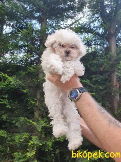Mini Boy Poodle 2