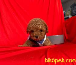 Mini Boy Red Brown Toy Poodle Yavrular 3