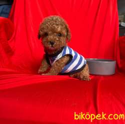 Mini Boy Red Brown Toy Poodle Yavrular 1