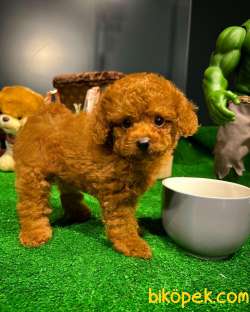 Mini Boy Red Brown Toy Poodle Yavrumuz 2