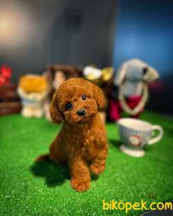 Mini Boy Red Brown Toy Poodle Yavrumuz 1