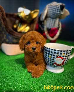 Mini Boy Red Brown Toy Poodle Yavrumuz 4