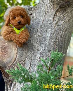 Mini Boy Red Toy Poodle Dişimiz 4