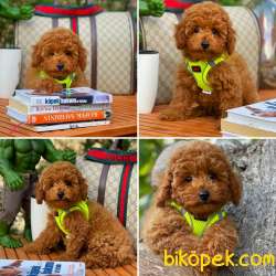 Mini Boy Red Toy Poodle Dişimiz 1