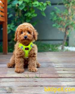 Mini Boy Red Toy Poodle Dişimiz 3