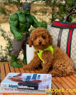 Mini Boy Red Toy Poodle Dişimiz 5