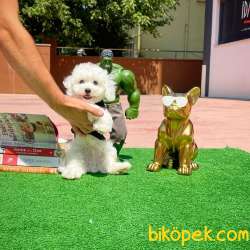 Mini Boy Safkan Belgeli Maltese Terrier Yavrumuz 1