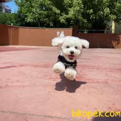 Mini Boy Safkan Belgeli Maltese Terrier Yavrumuz 3