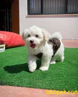Mini Boy Safkan Belgeli Maltese Terrier Yavrumuz 4