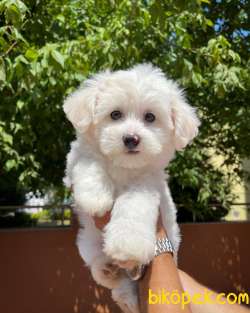 Mini Boy Safkan Belgeli Maltese Terrier Yavrumuz 3