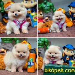 Mini Boy Safkan Birbirinden Güzel Pomeranian Boo Yavrularımız 2