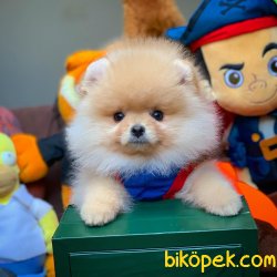Mini Boy Secereli Pomeranian Boo Yavrularımız 1