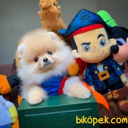 Mini Boy Secereli Pomeranian Boo Yavrularımız 3