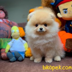 Mini Boy Secereli Pomeranian Boo Yavrularımız 2