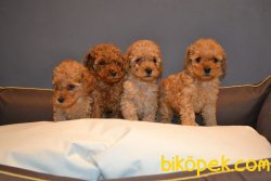MİNİ BOY SECERELİ TUVALET EĞİTİMLİ TOY POODLE 2