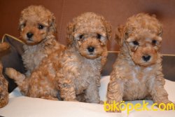MİNİ BOY SECERELİ TUVALET EĞİTİMLİ TOY POODLE 3