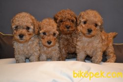 MİNİ BOY SECERELİ TUVALET EĞİTİMLİ TOY POODLE 1