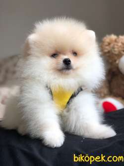 Mini Boy Sevimli Pomeranian Boo Oğlumuz 1